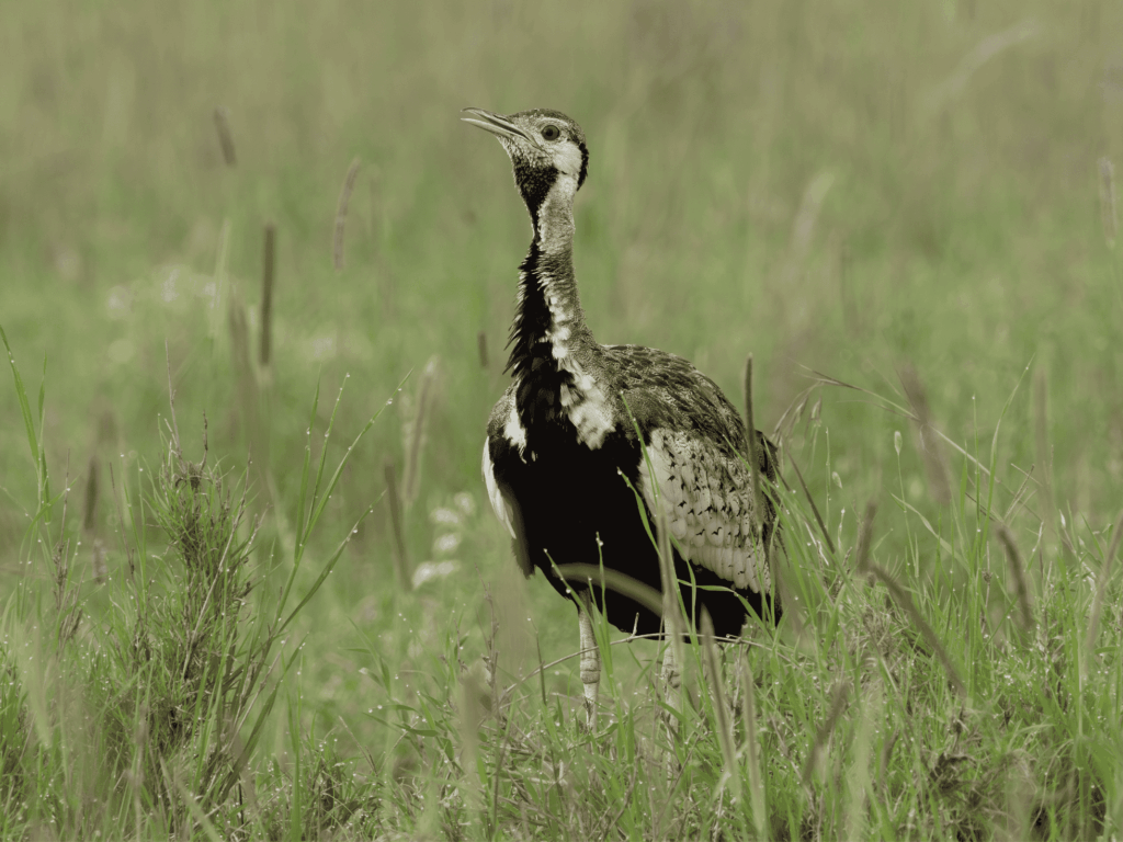 black bellied bustard © a. jacot(1)