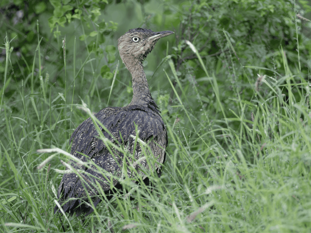 buff crested bustard (c) alain jacot