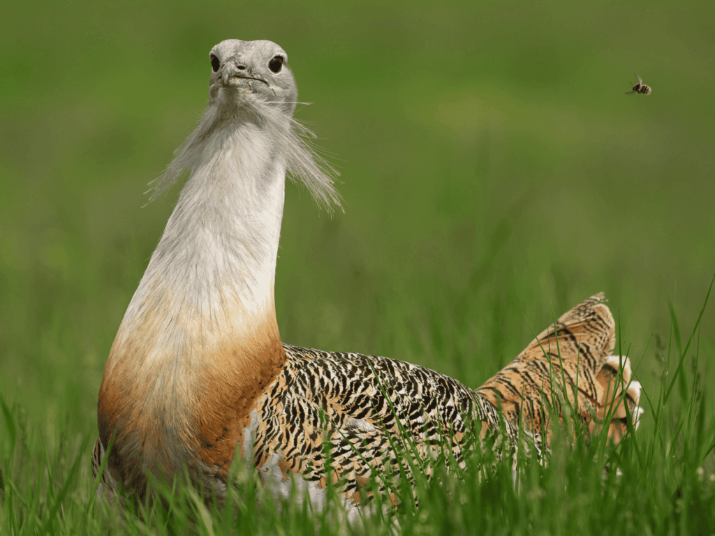 great bustard © f. j. kovacs