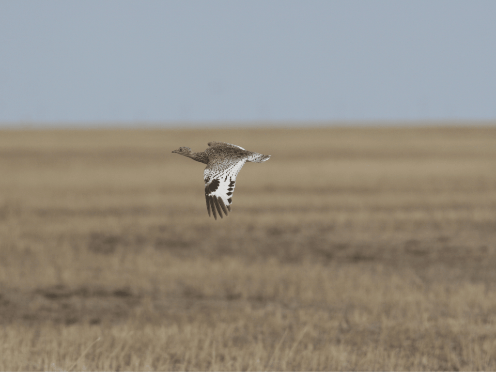little bustard © m. koshkin(1)