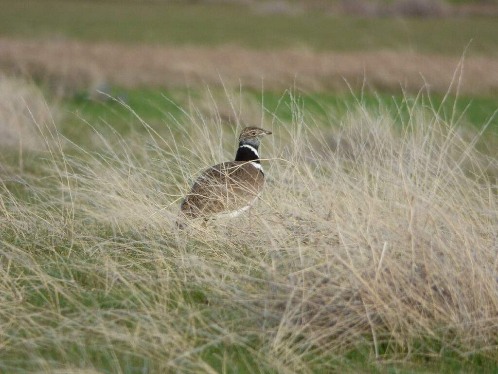 bustardsg mimi kessler little bustard kazakhstan